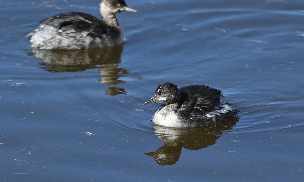 Eared Grebe - ML644123305