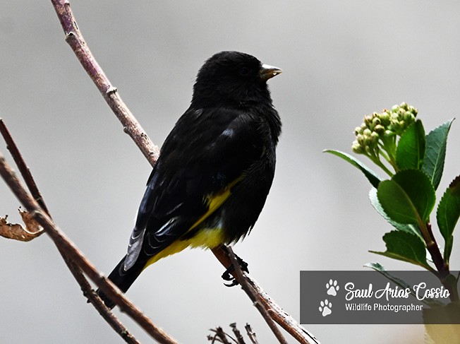 Schwarzzeisig - ML644123306