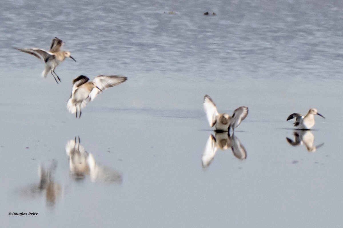 חופית אלפינית - ML644123307
