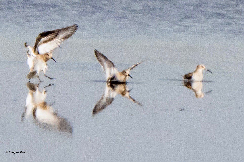 חופית אלפינית - ML644123308