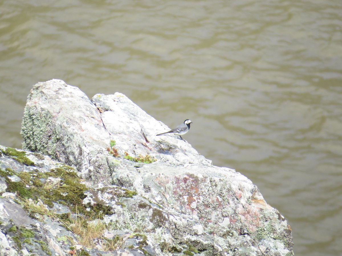 White Wagtail - ML64412331