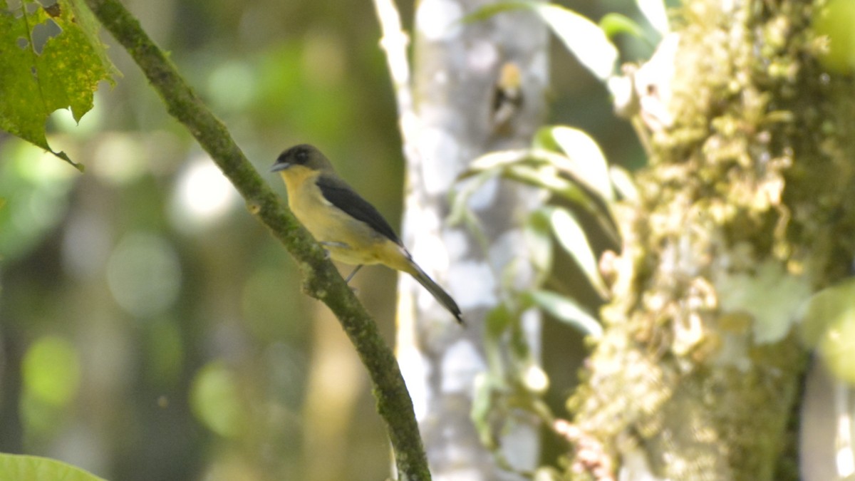 Schwarzgesichttangare - ML644123310