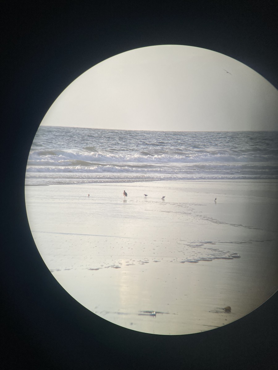 Willet - ML644123313