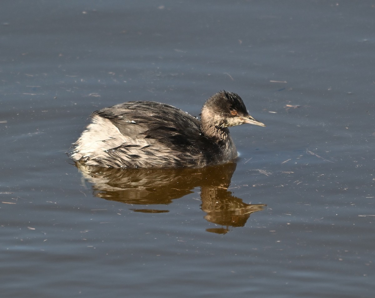 Eared Grebe - ML644123314