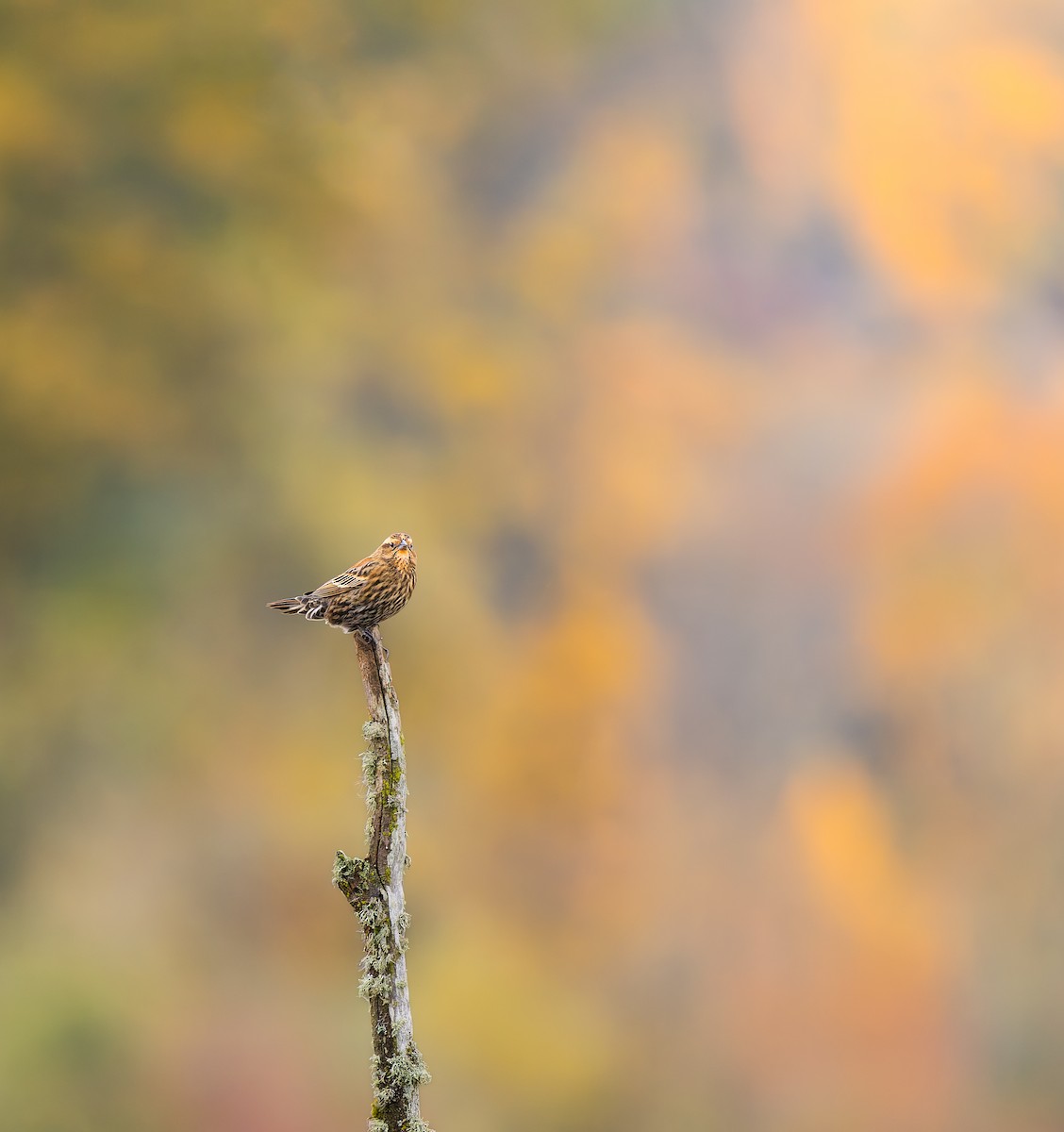 Rotflügelstärling - ML644123317