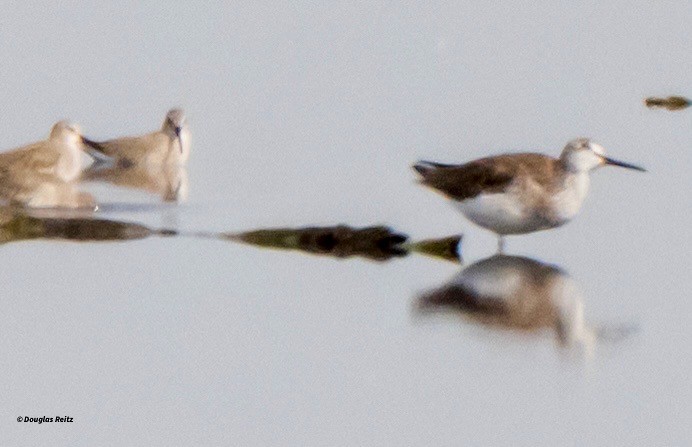 ביצנית צהובת-רגל - ML644123318