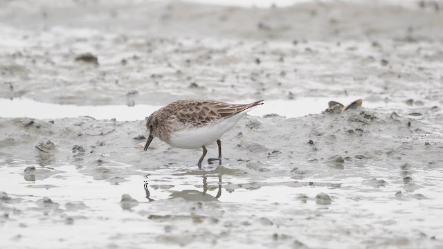 Least Sandpiper - ML644123325