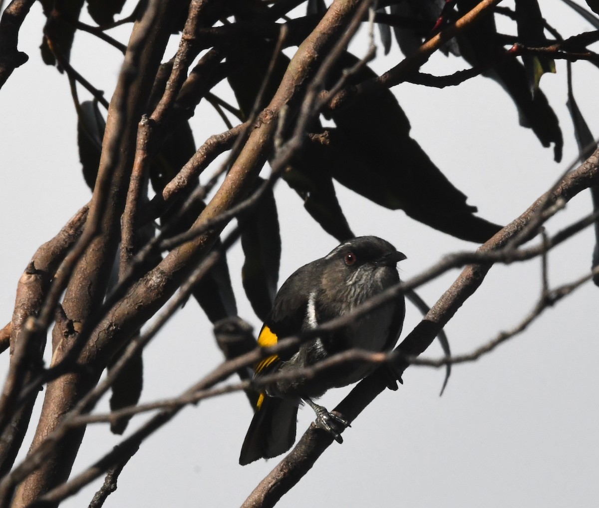 Crescent Honeyeater - ML644123326