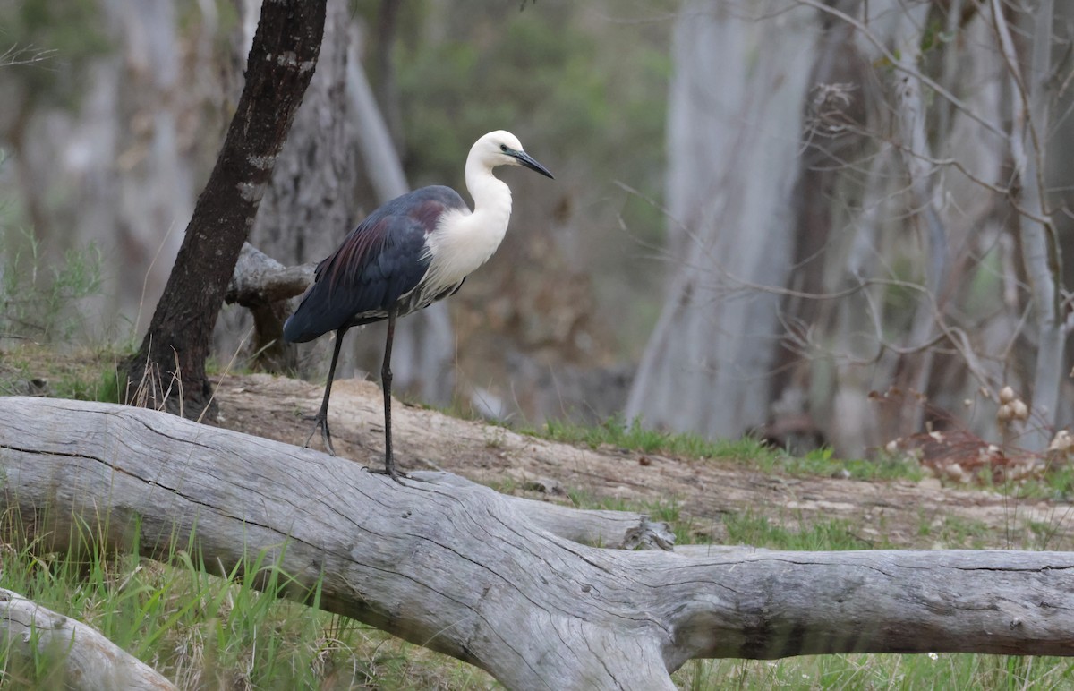 Pacific Heron - ML644123329