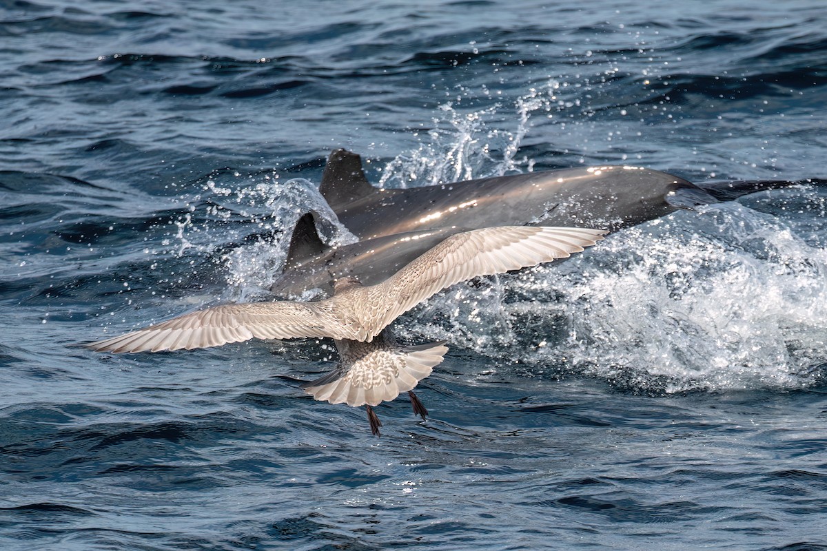 Glaucous-winged Gull - ML644123342