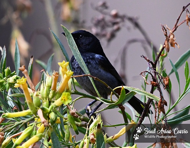 Gray-bellied Flowerpiercer - ML644123344