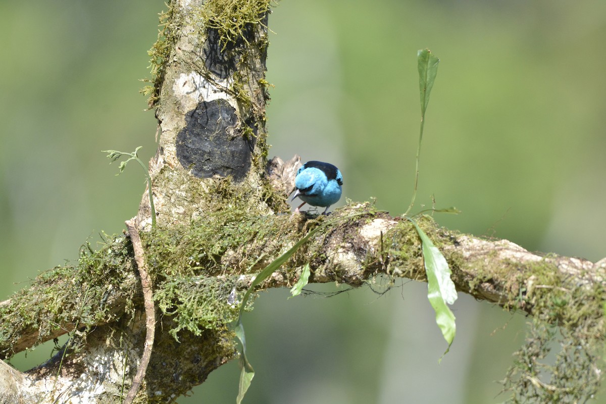 Blaukopfpitpit - ML644123355