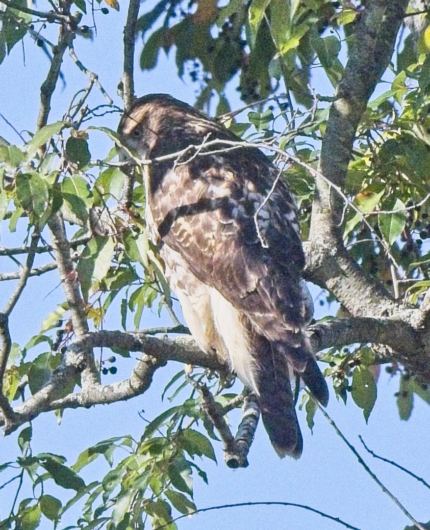Red-tailed Hawk - ML644123358