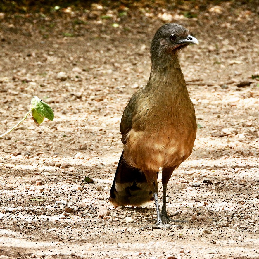 Plain Chachalaca - ML644123361
