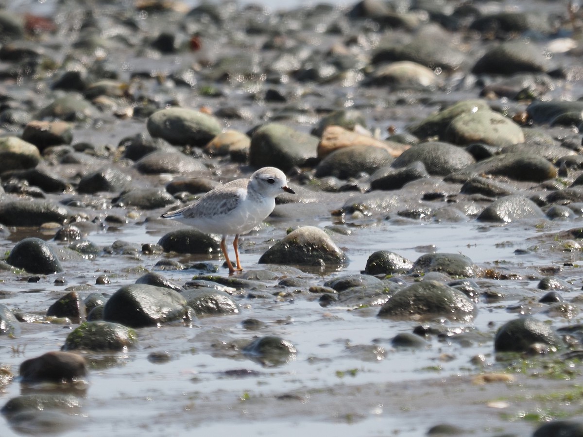 Piping Plover - ML644123364