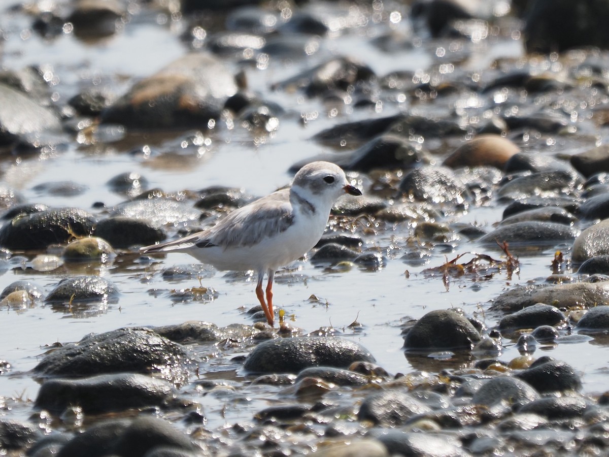 Piping Plover - ML644123365