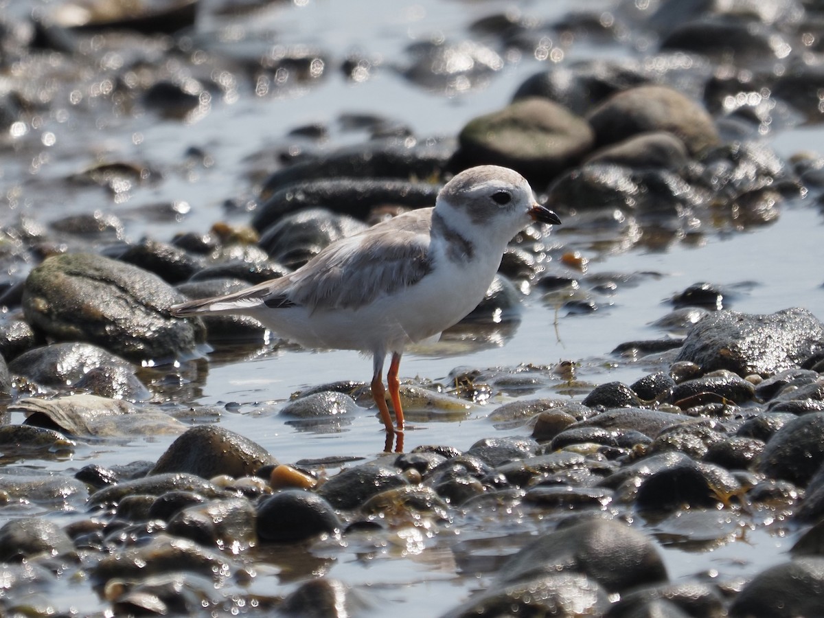 Piping Plover - ML644123367