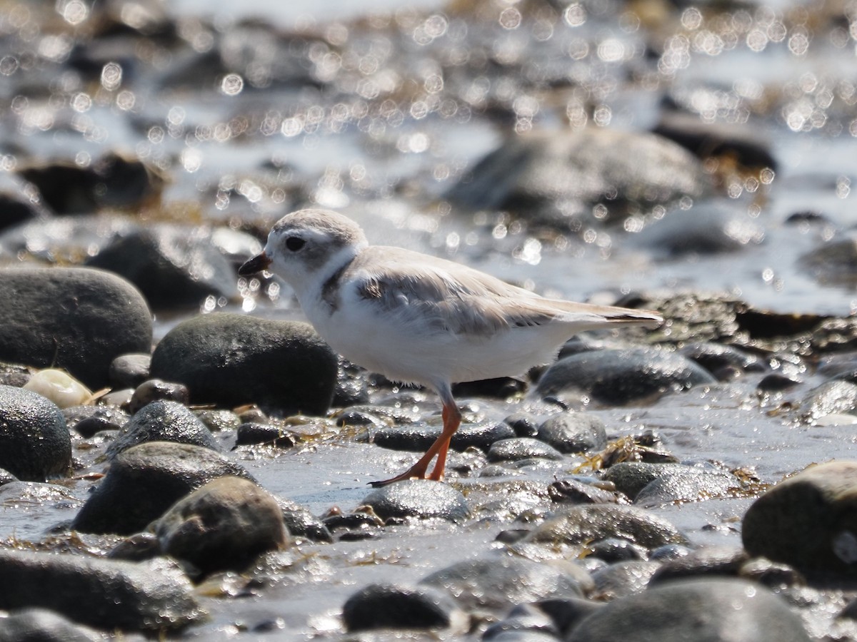 Piping Plover - ML644123368