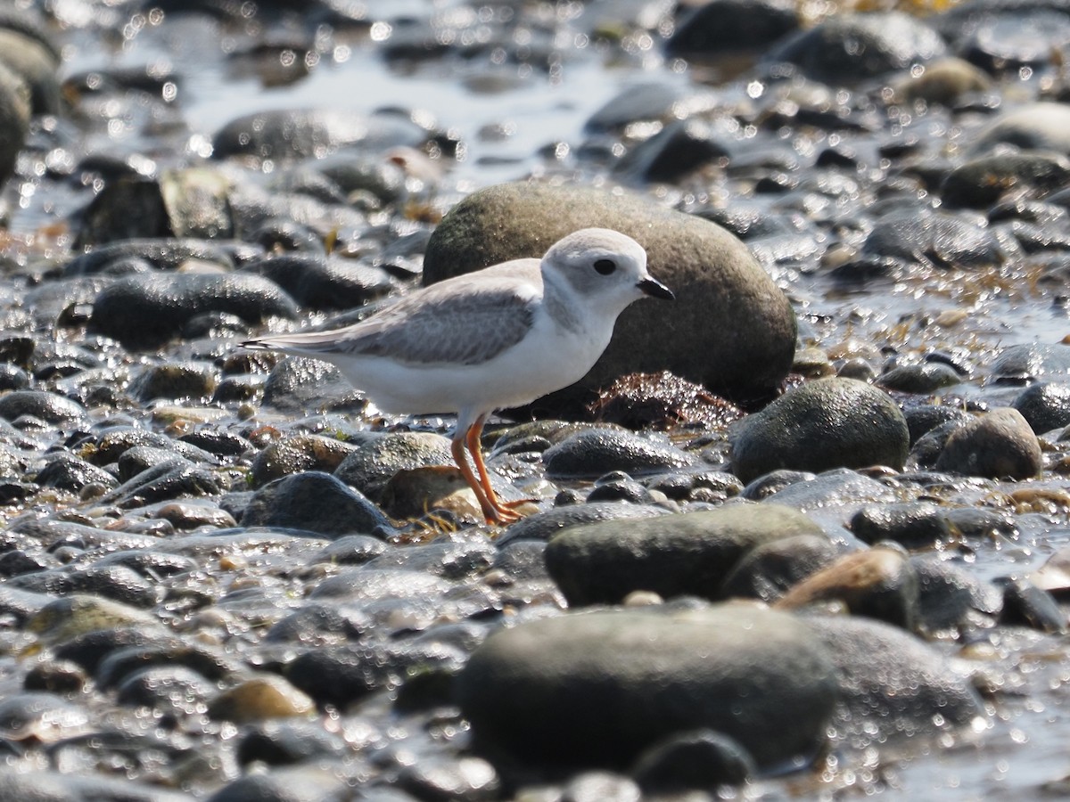 Piping Plover - ML644123369
