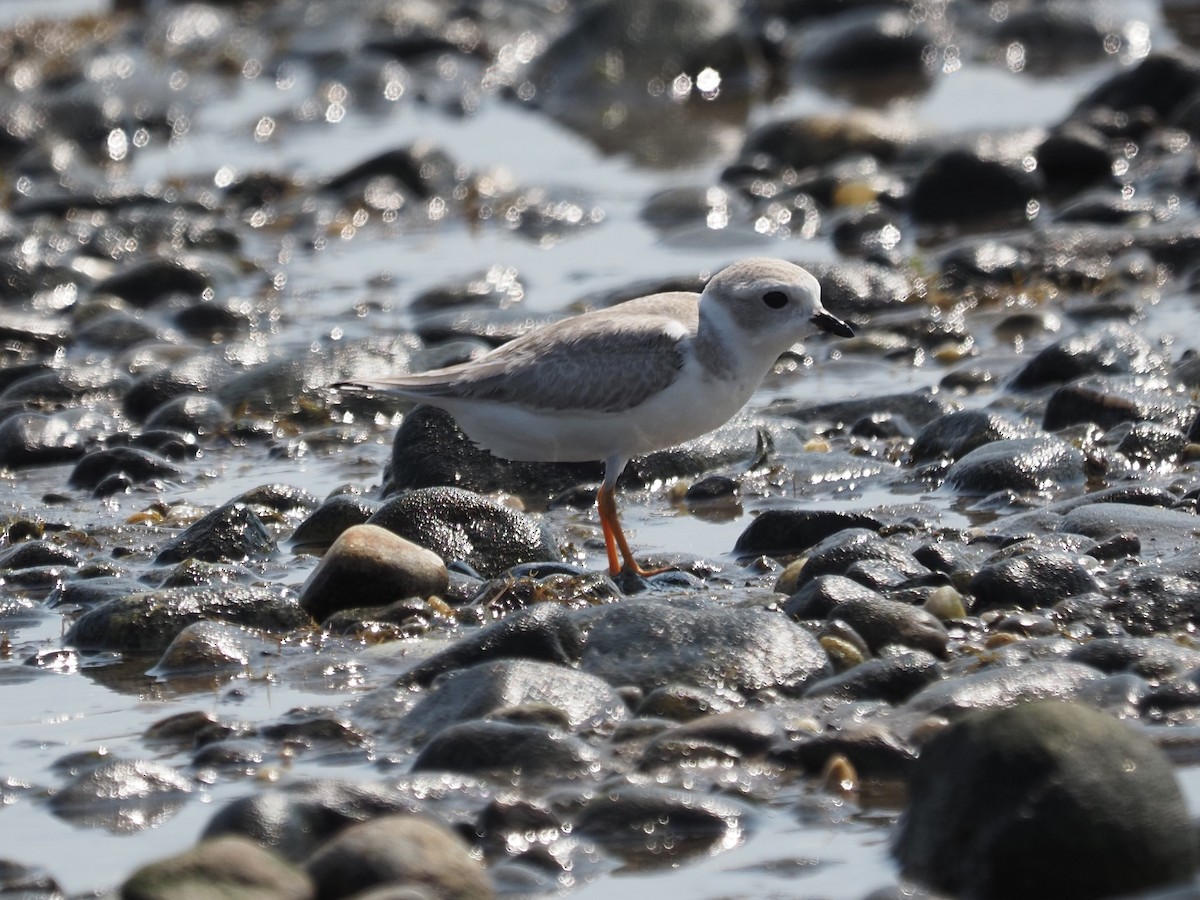 Piping Plover - ML644123370