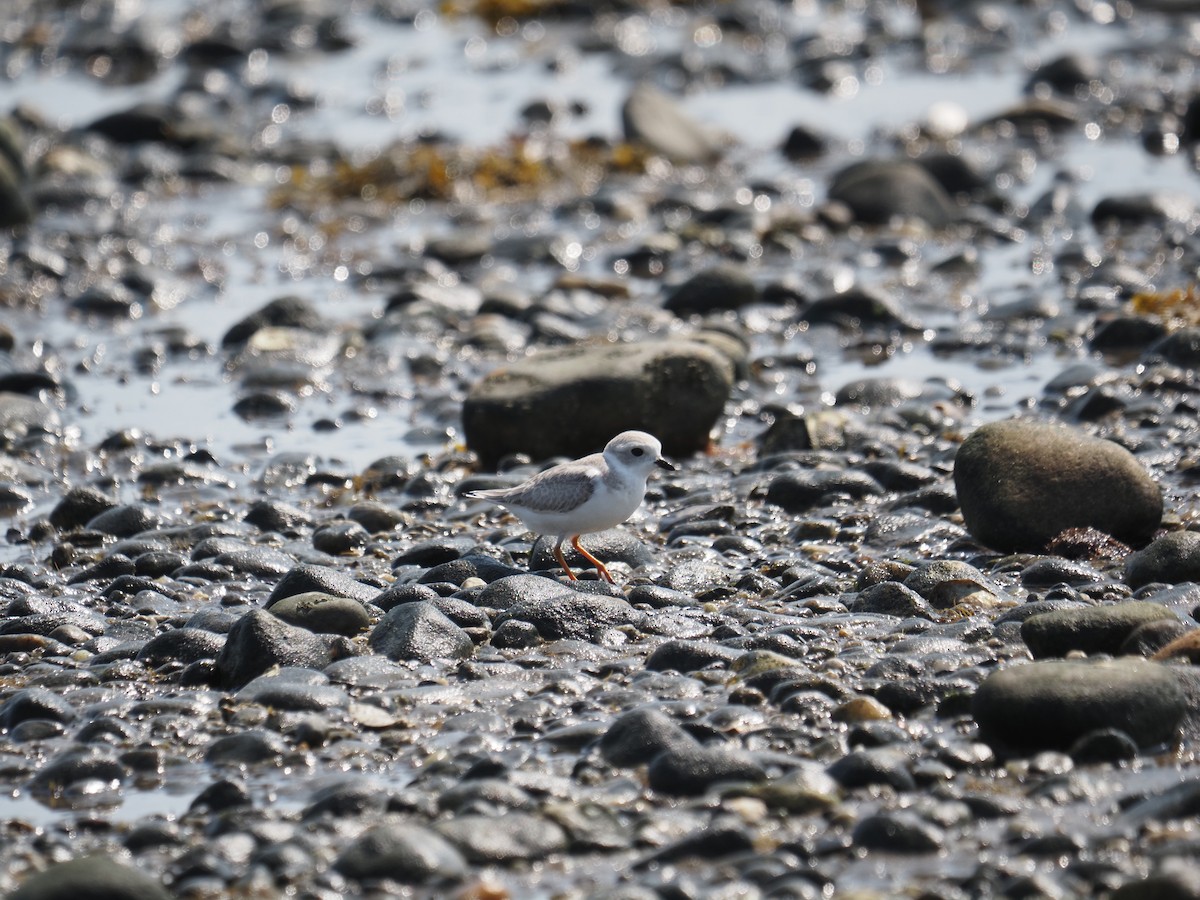 Piping Plover - ML644123371