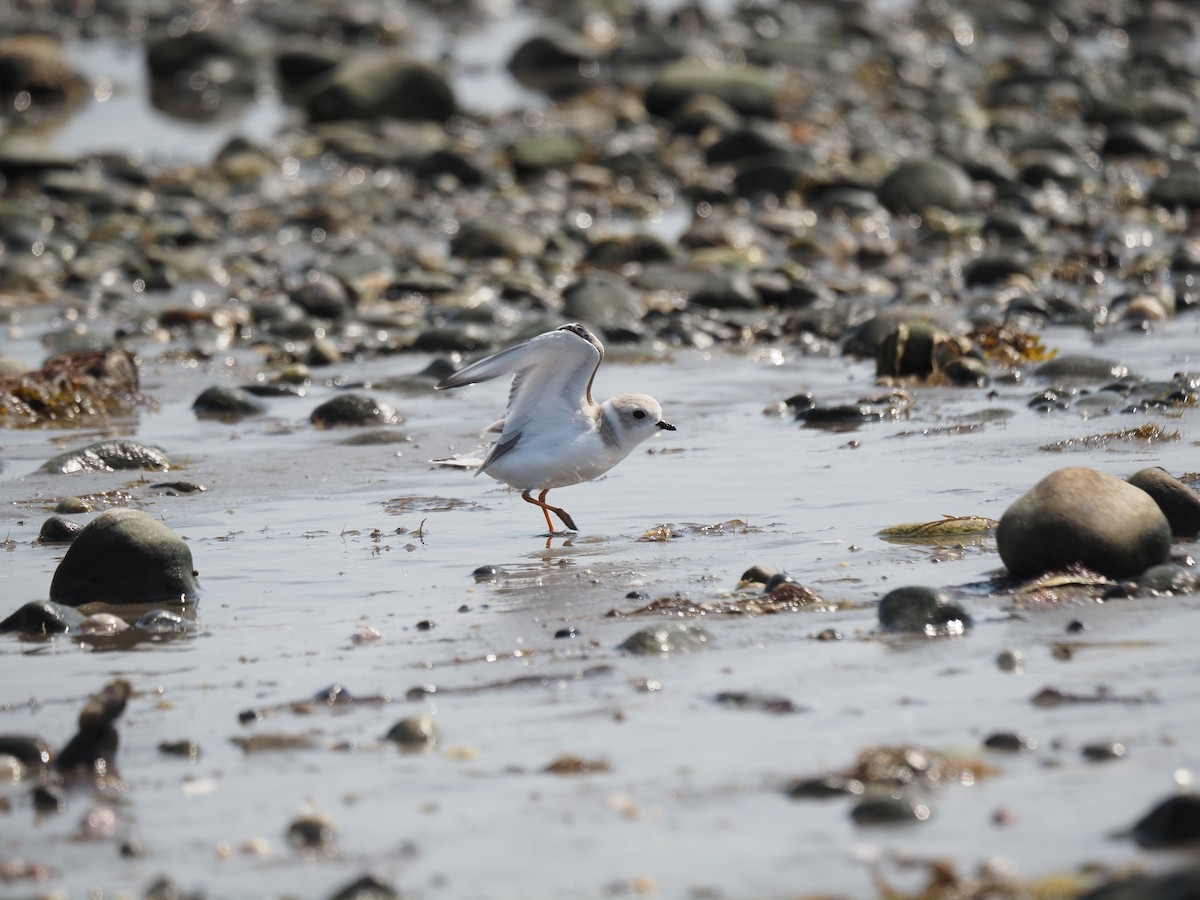 Piping Plover - ML644123372
