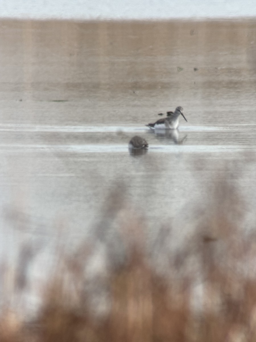 ביצנית עקודה - ML644123373