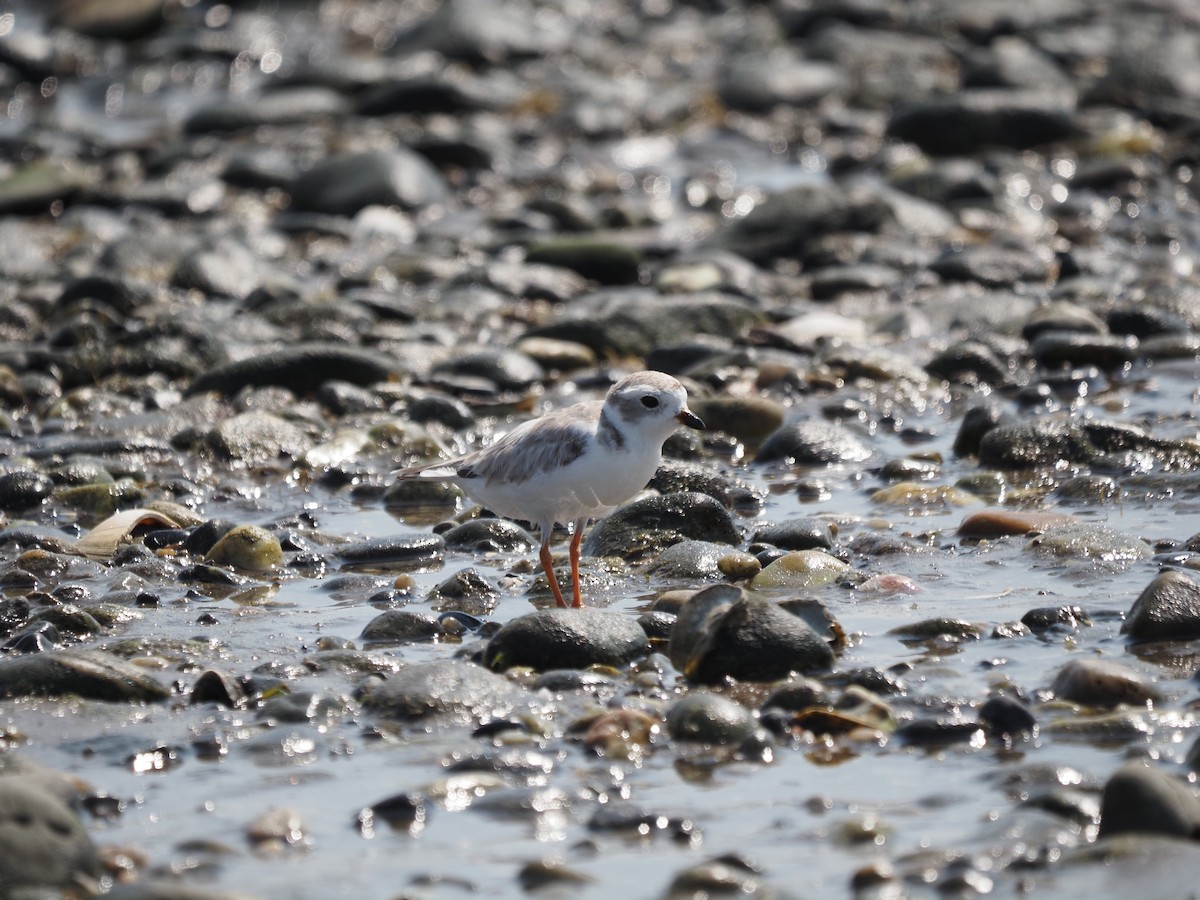Piping Plover - ML644123375
