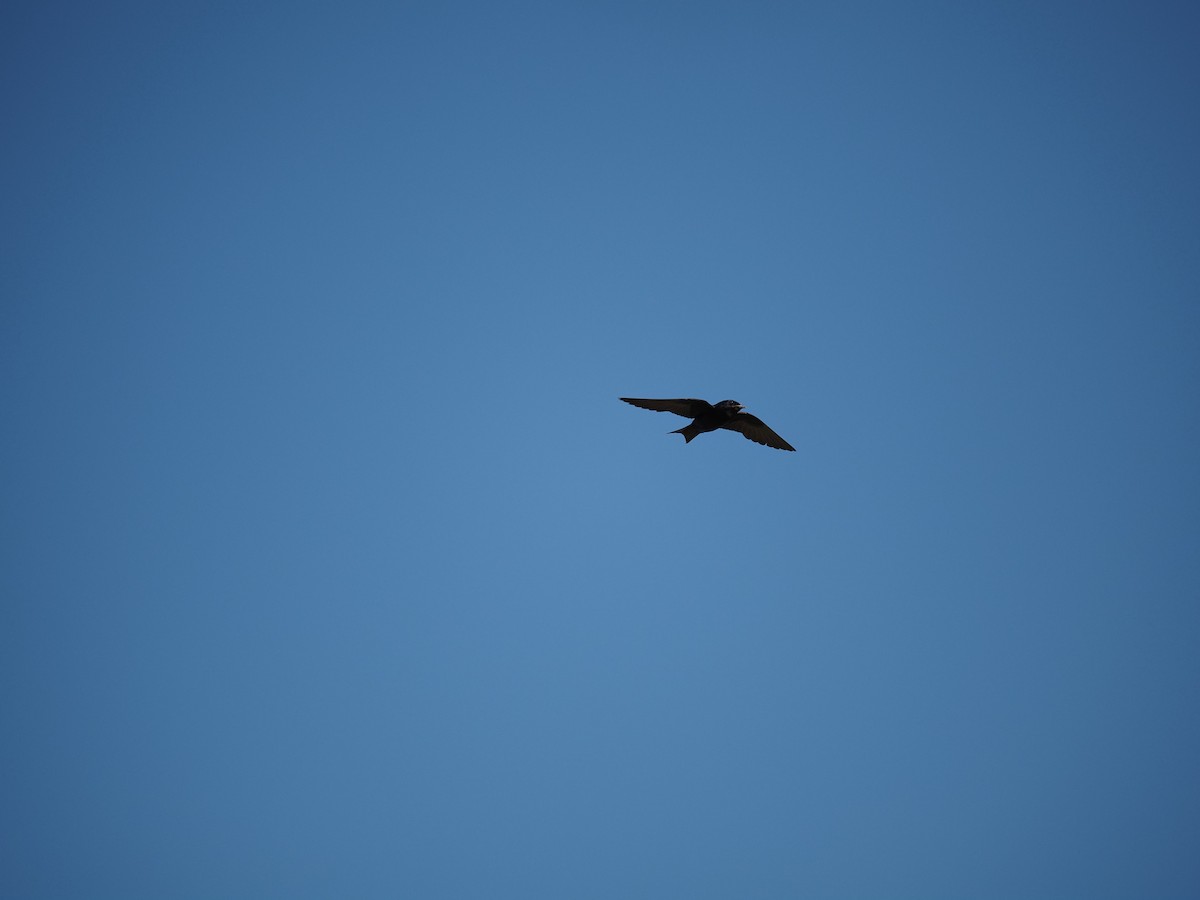 Purple Martin - ML644123376