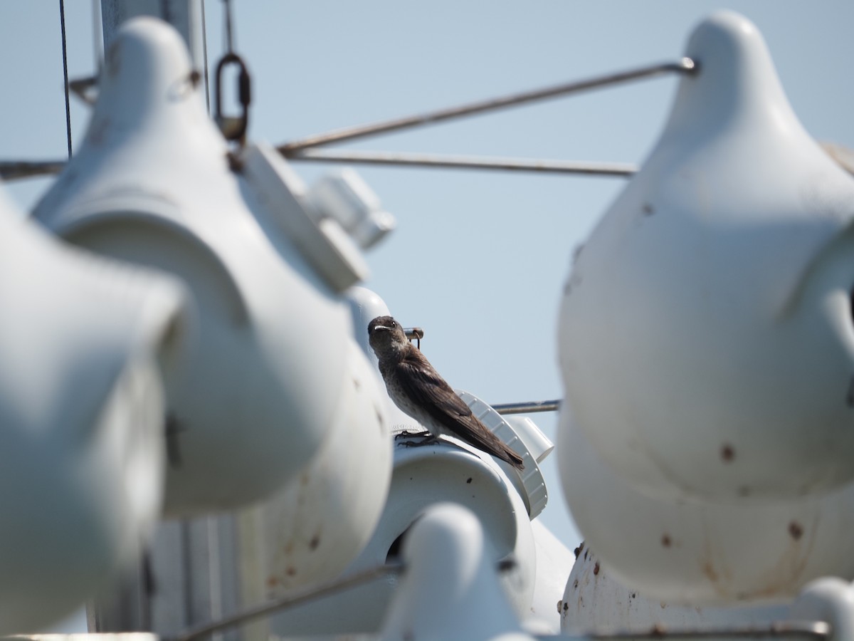 Purple Martin - ML644123377