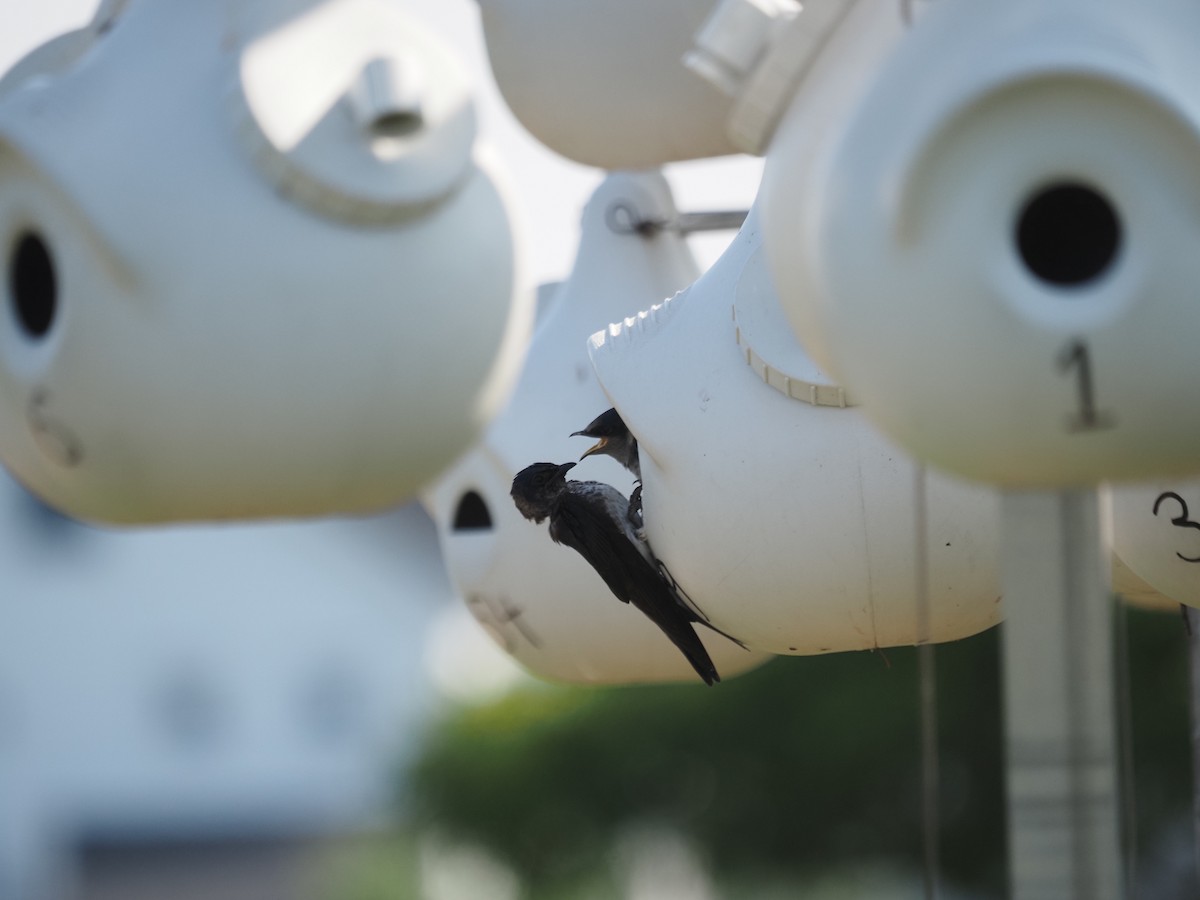 Purple Martin - ML644123378