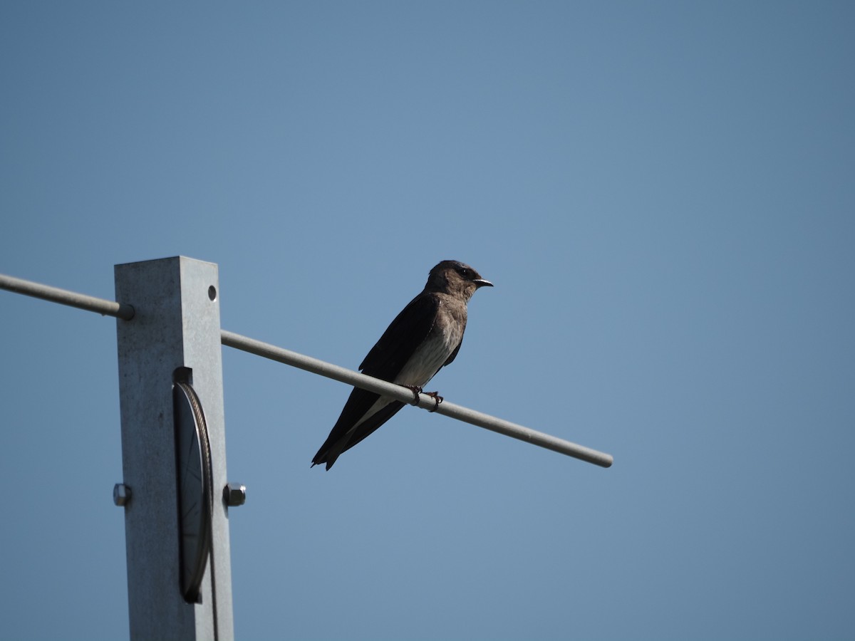 Purple Martin - ML644123379