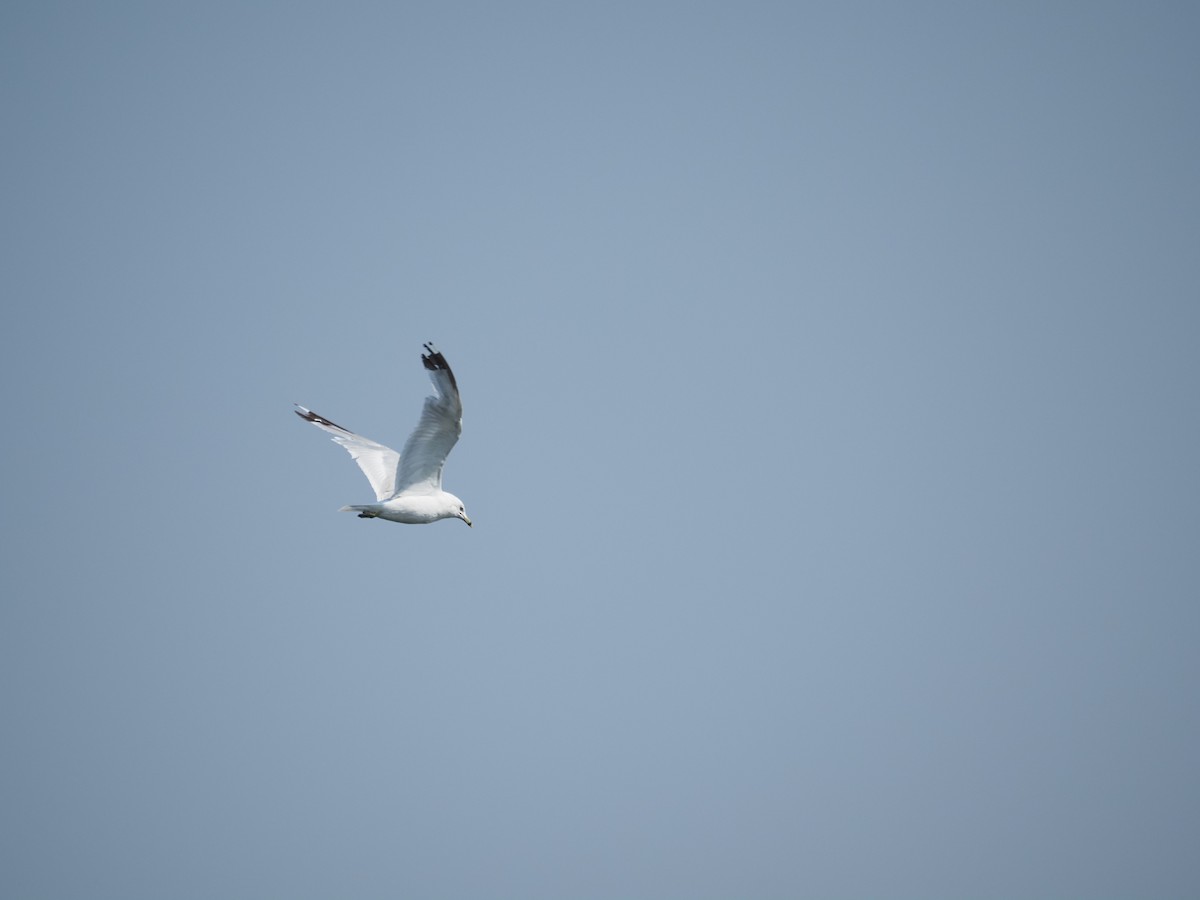 Ring-billed Gull - ML644123386
