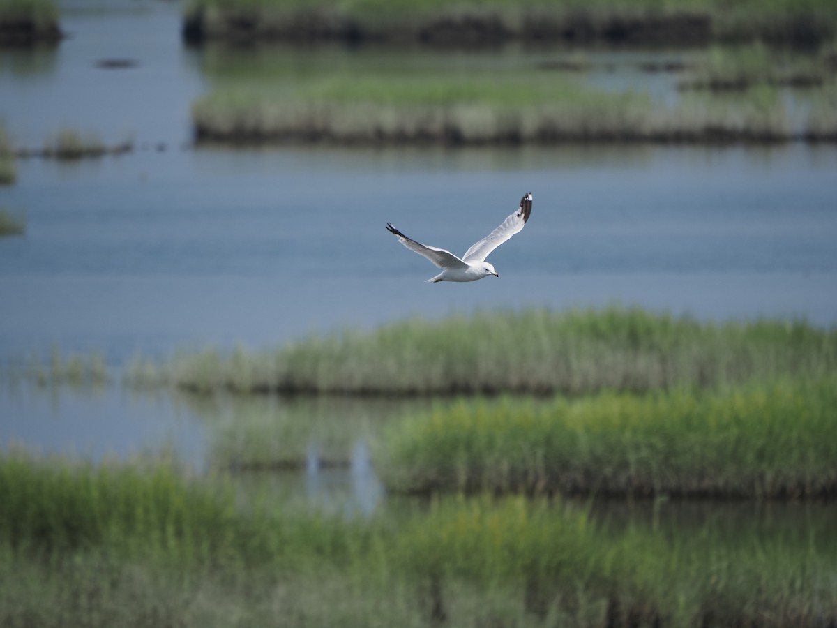 Ring-billed Gull - ML644123387