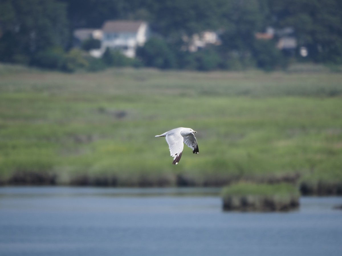 Ring-billed Gull - ML644123388