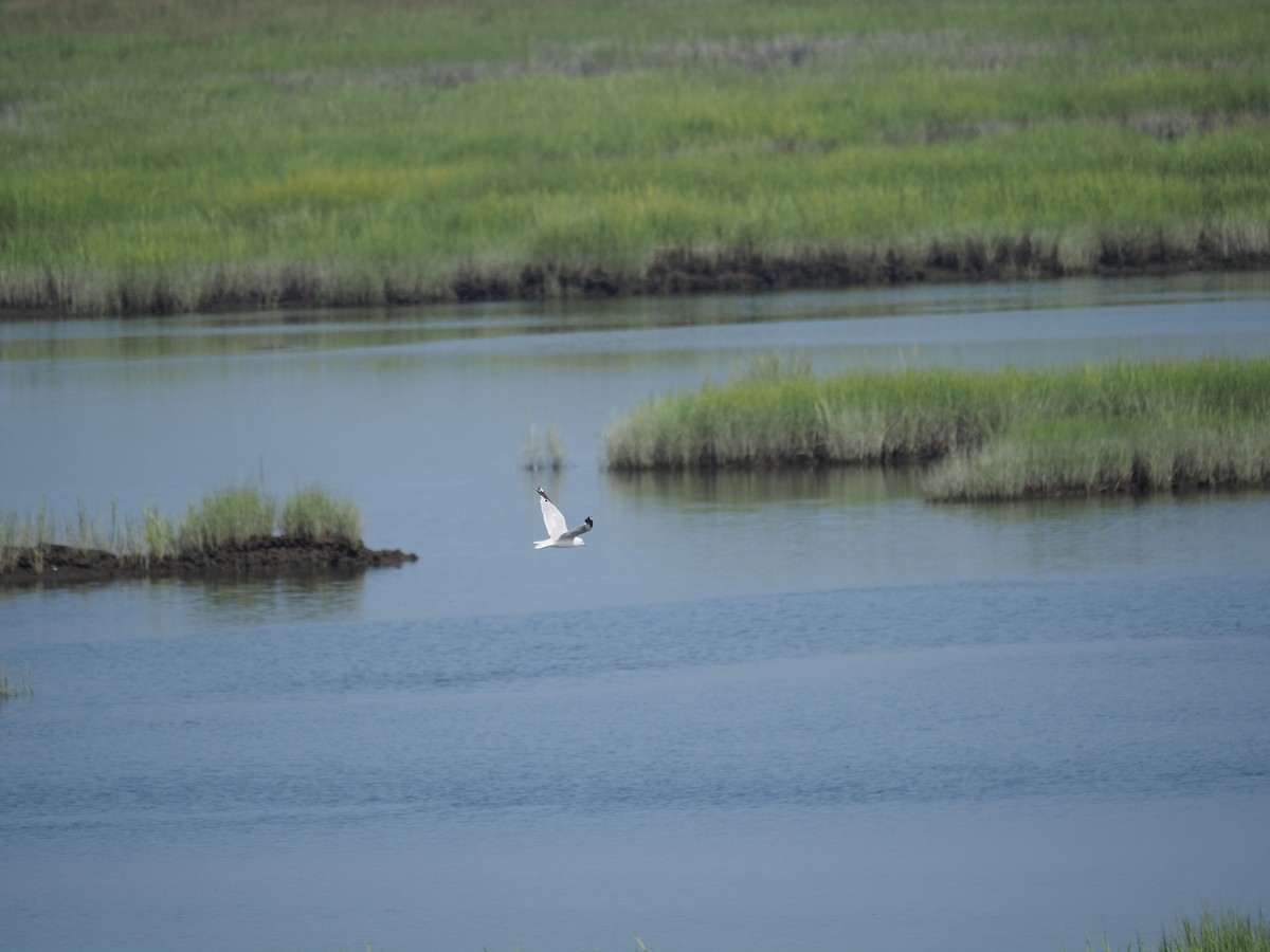Ring-billed Gull - ML644123389