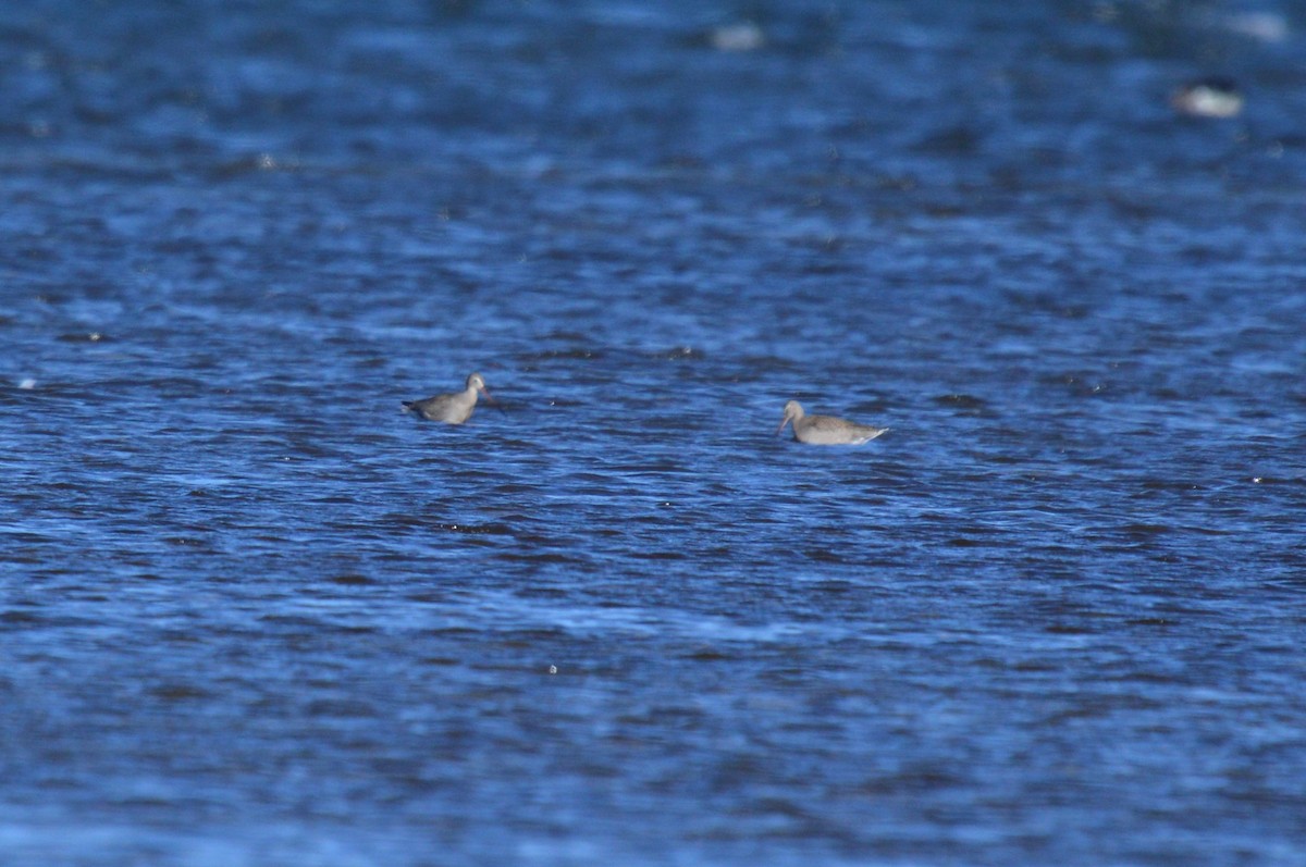 Hudsonian Godwit - ML644123397