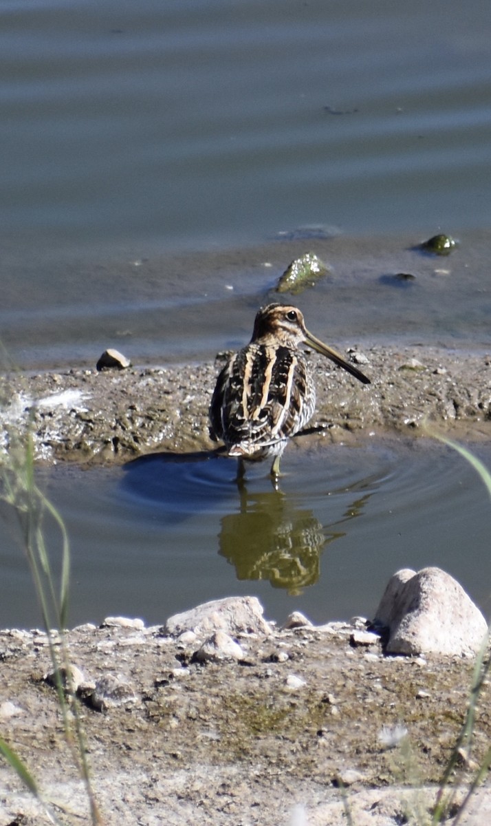 Wilson's Snipe - ML644123401