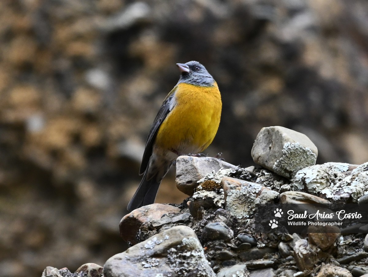 Peruvian Sierra Finch - ML644123437