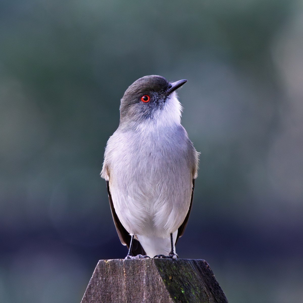 Fire-eyed Diucon - ML644123441