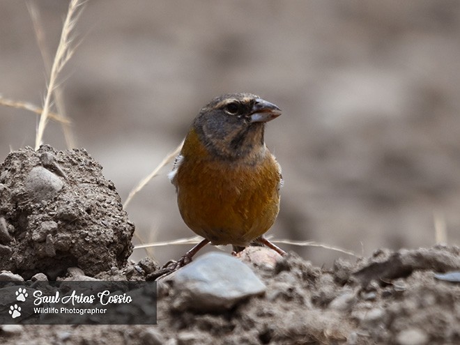 Peruvian Sierra Finch - ML644123450