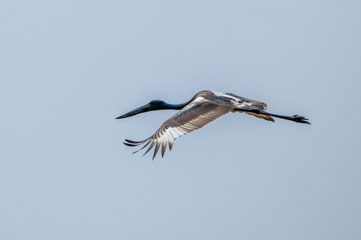 Black-necked Stork - ML644123469
