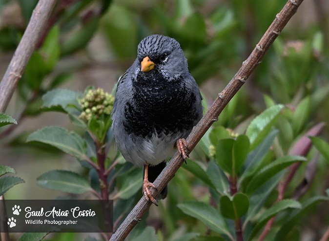 Mourning Sierra Finch - ML644123470