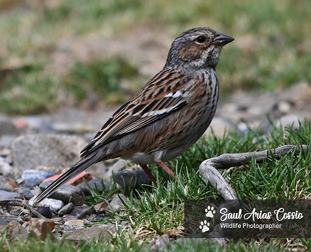 Mourning Sierra Finch - ML644123475
