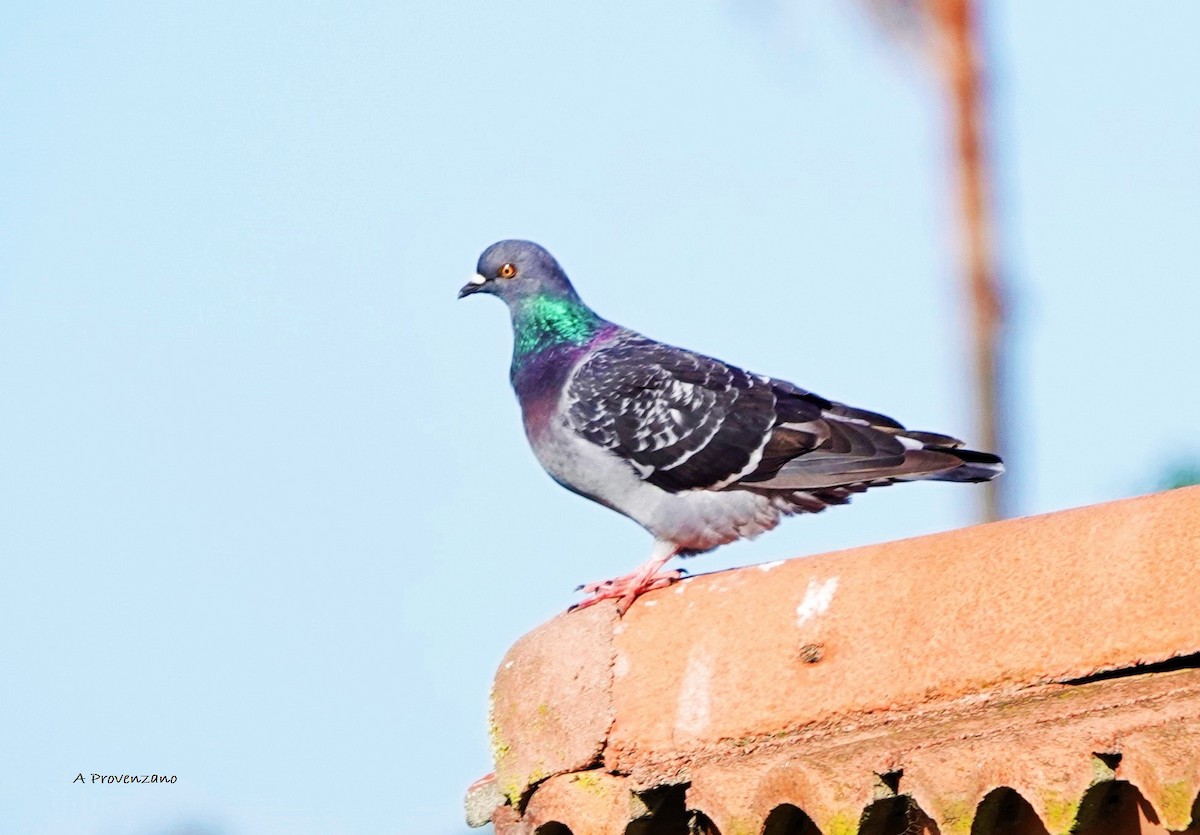 Rock Pigeon (Feral Pigeon) - ML644123500