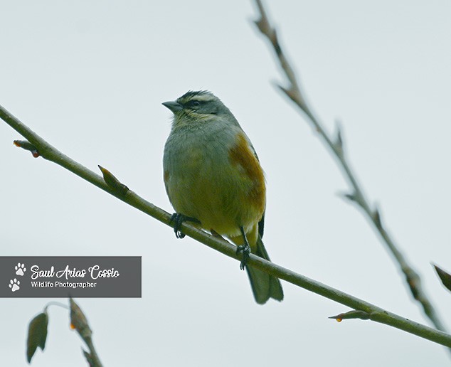 Rufous-sided Warbling Finch - ML644123501