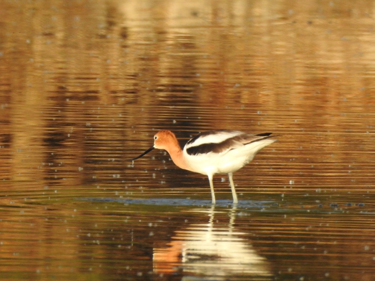 Avocette d'Amérique - ML644123507