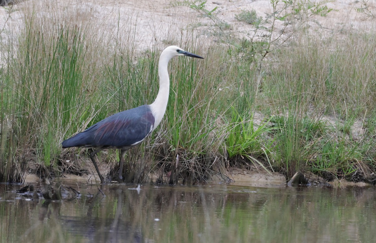Pacific Heron - ML644123516