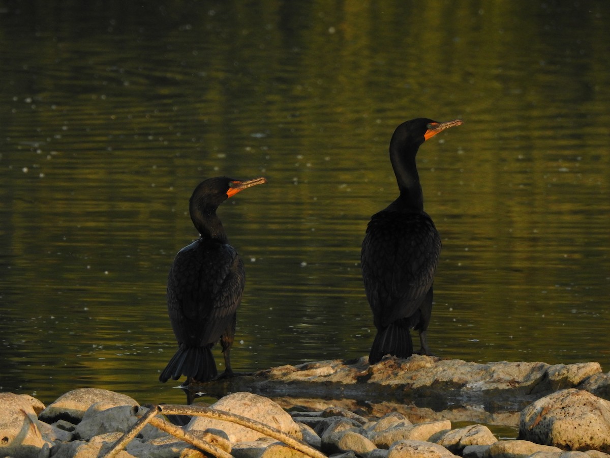Cormoran à aigrettes - ML644123529
