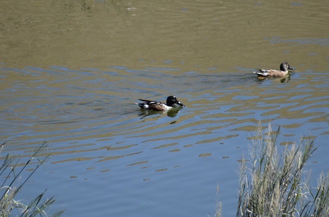 Canard souchet - ML644123543